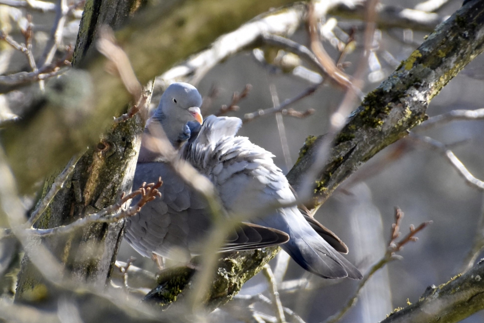 Druk aan het poetsen - Vogels - Houtduif