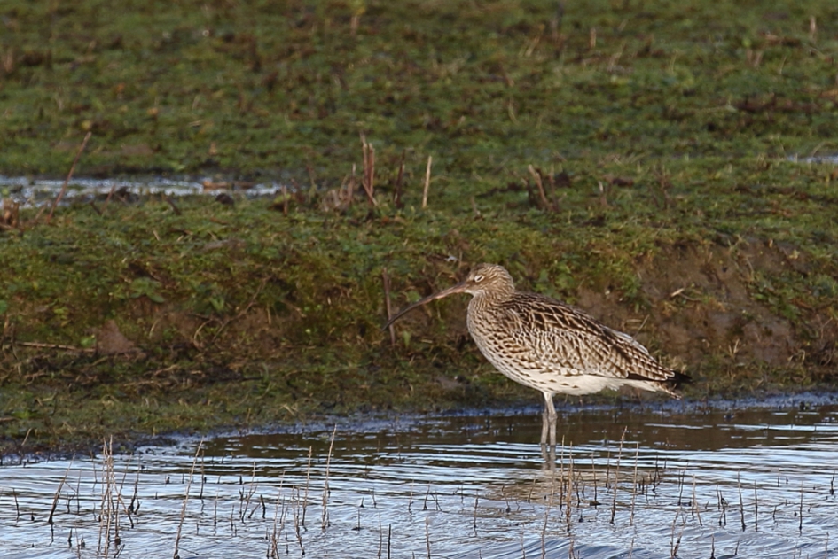 dutje doen - Vogels - wulp