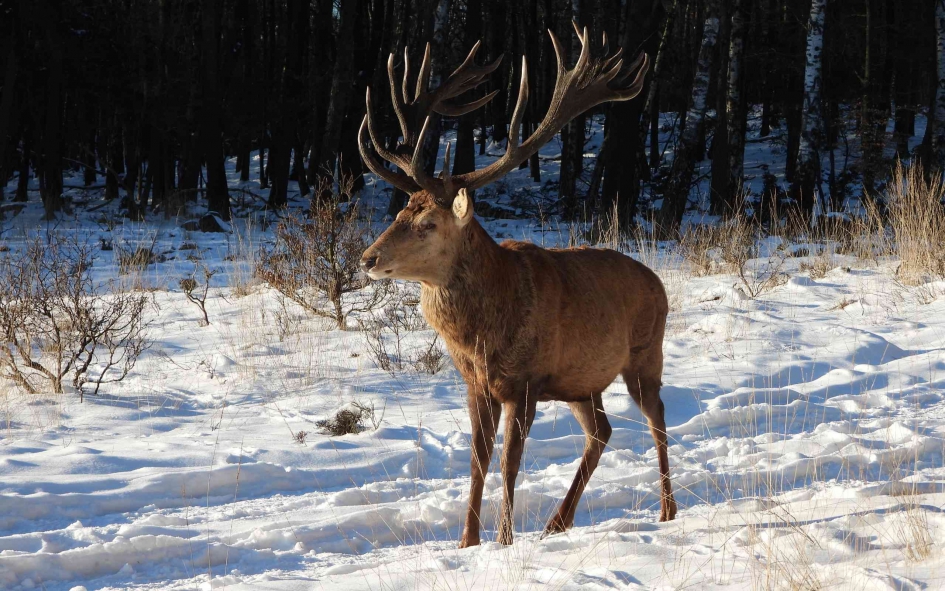 Edelhert in sneeuwlandschap - Zoogdieren - Edelhert