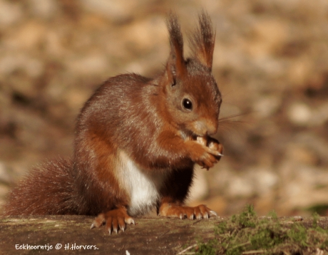 Eekhoorntje