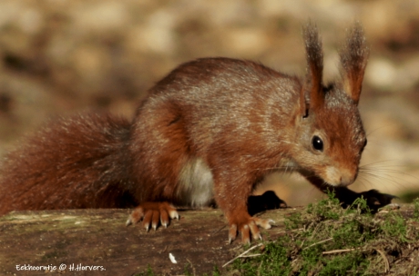 Eekhoorntje