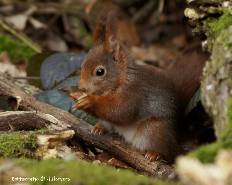 Eekhoorntje - Zoogdieren - Eekhoorntje