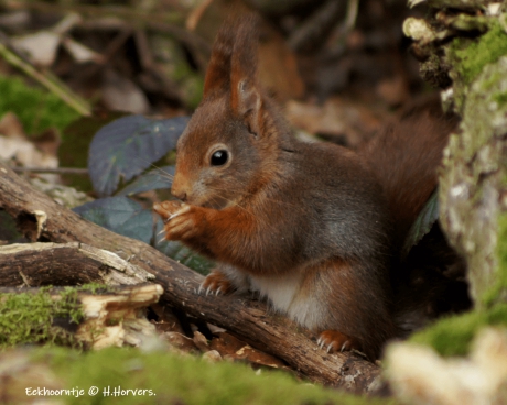Eekhoorntje