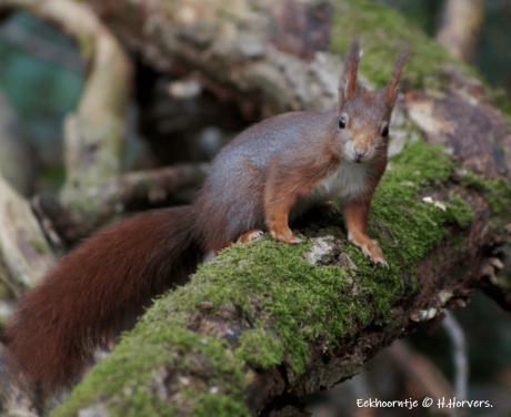 Eekhoorntje