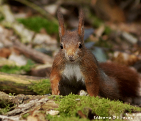 Eekhoorntje