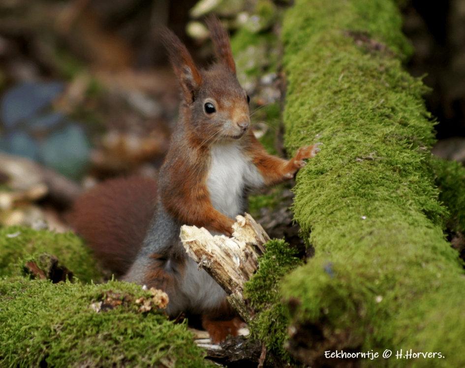 Eekhoorntje - Zoogdieren - Eekhoorntje