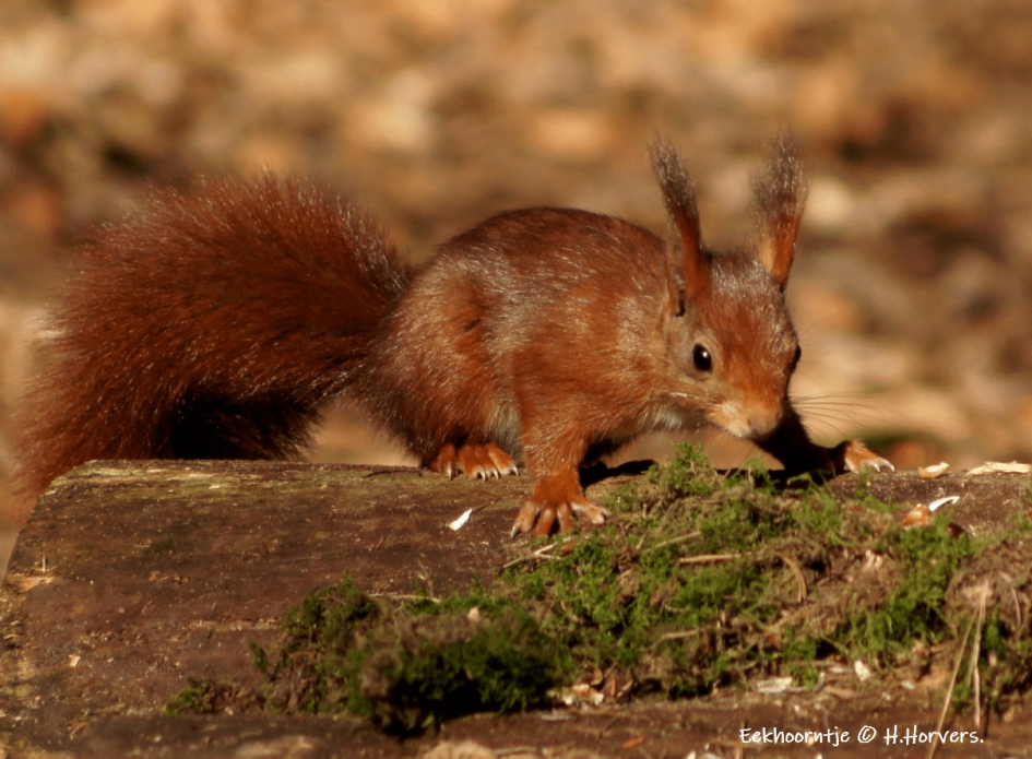 Eekhoorntje - Zoogdieren - Eekhoorntje