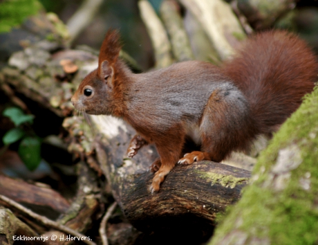 Eekhoorntje