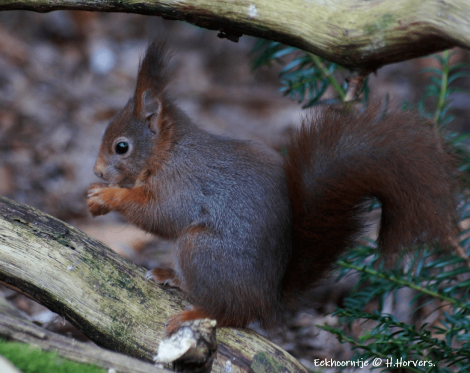 Eekhoorntje - Zoogdieren - Eekhoorntje