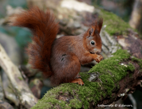 Eekhoorntje