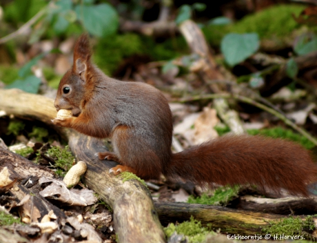 Eekhoorntje