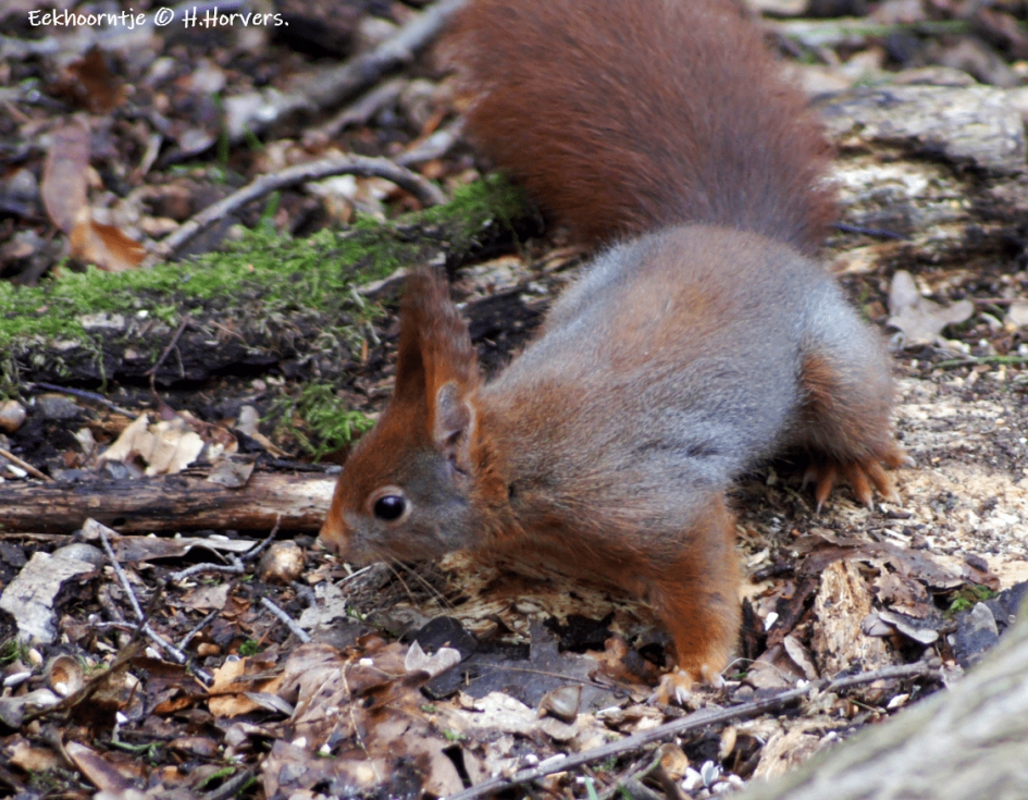 Eekhoorntje - Zoogdieren - Eekhoorntje