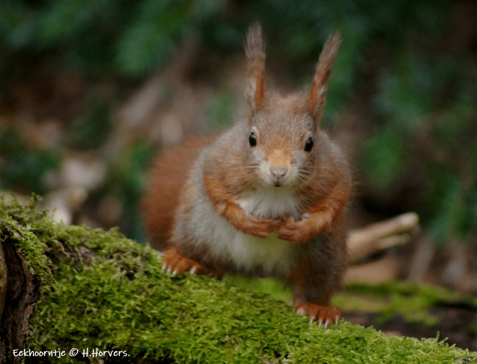 Eekhoorntje - Zoogdieren - Eekhoorntje