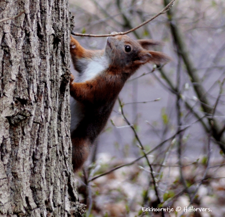 Eekhoorntje