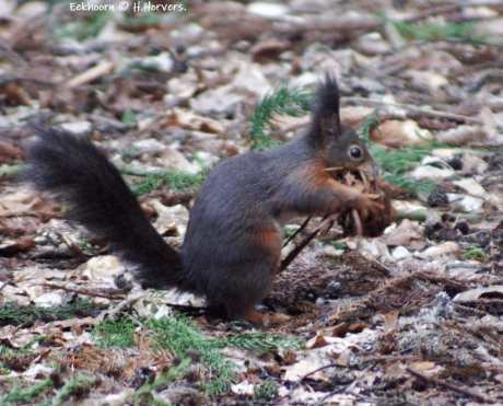 Eekhoorntje