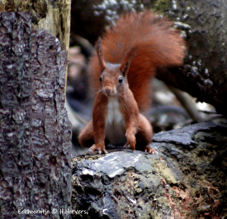 Eekhoorntje - Zoogdieren - Eekhoorntje