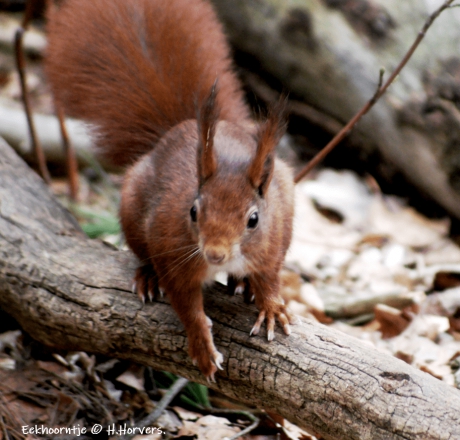Eekhoorntje
