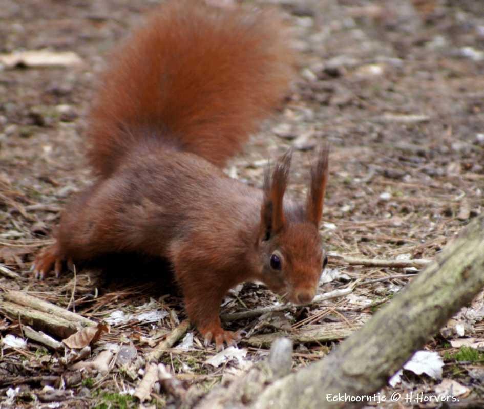 Eekhoorntje - Zoogdieren - Eekhoorntje