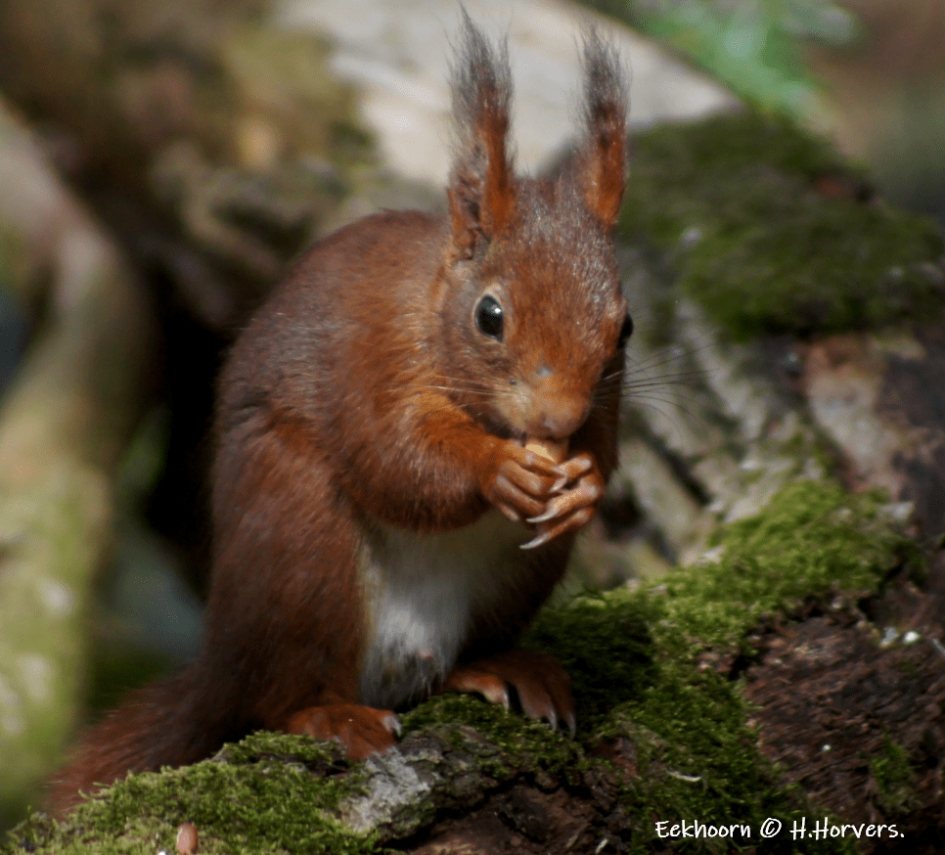 Eekhoorntje - Zoogdieren - Eekhoorntje