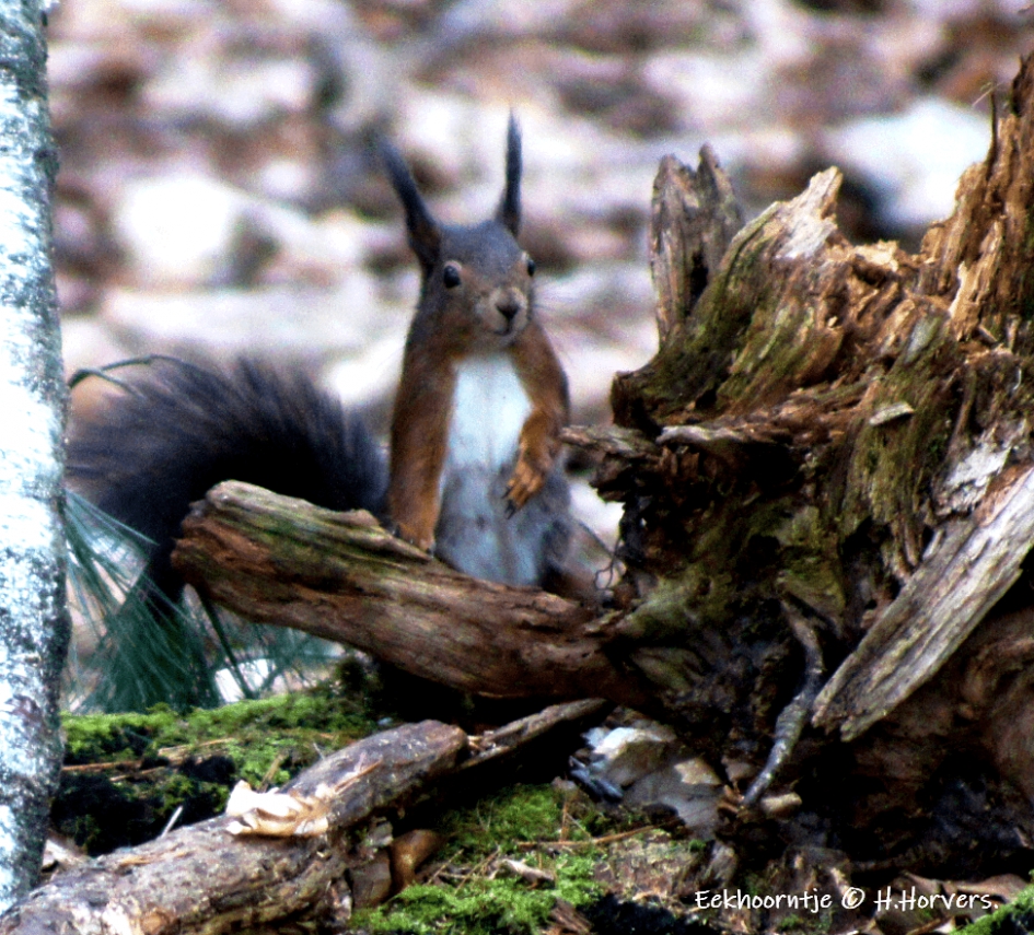 Eekhoorntje - Zoogdieren - Eekhoorntje
