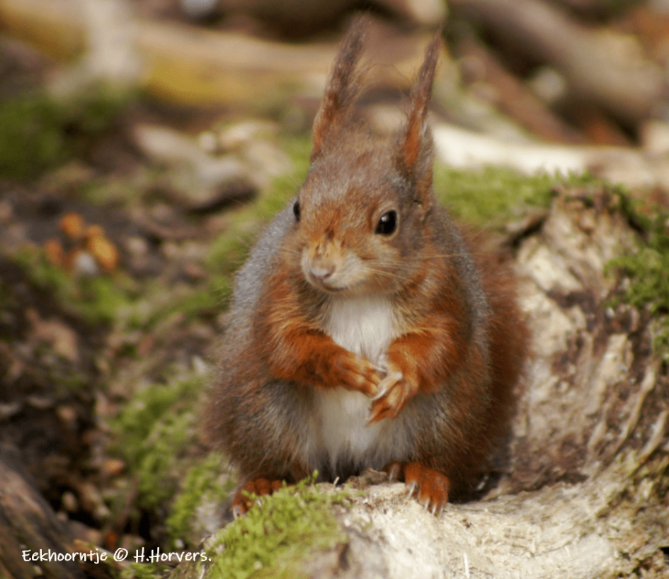 Eekhoorntje - Zoogdieren - Eekhoorntje