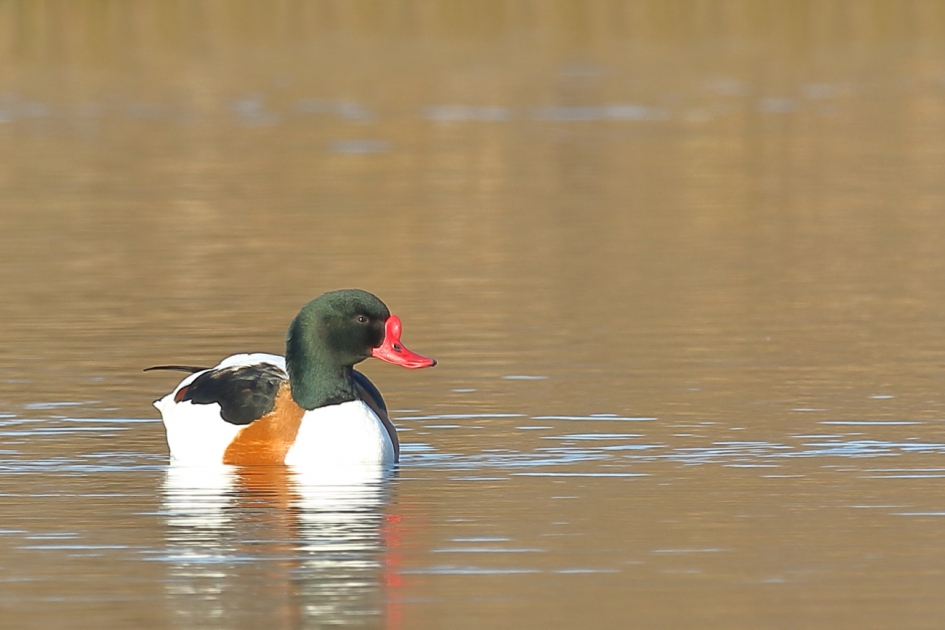 een kleurrijk geheel - Vogels - bergeend