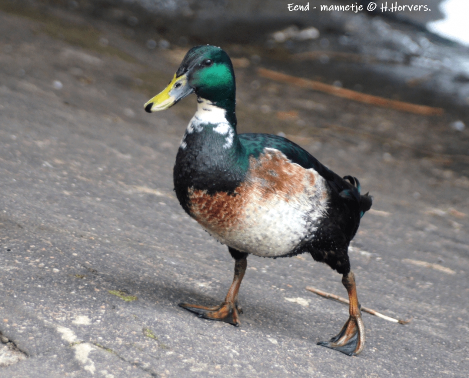 Eend - Mannetje. - Vogels - Eend - Mannetje.