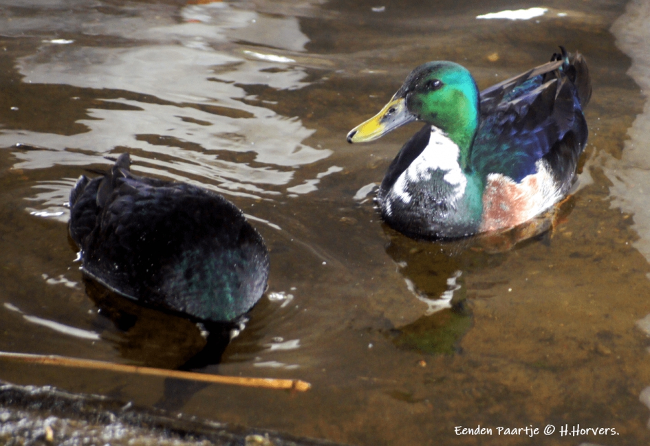 Eenden Paartje. - Vogels - Eenden Paartje.