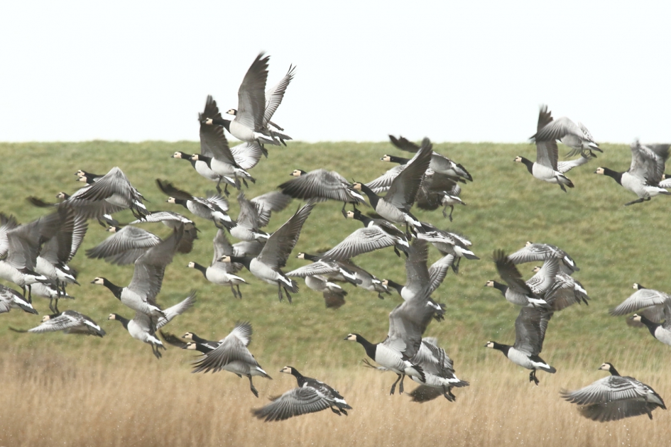 eenrichtingsverkeer - Vogels - brandgans