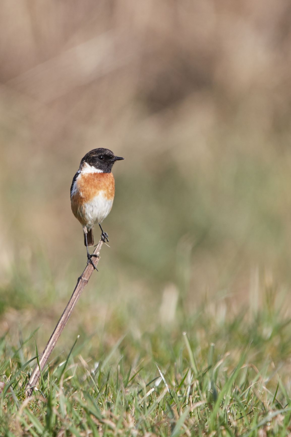 Ek. atletiek in Polen,  roodborsttapuit gediskwalificeerd op onderdeel poolstok hoog springen - Vogels - roodborsttapuit