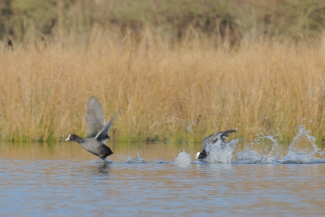 elkaar in de haren vliegen
