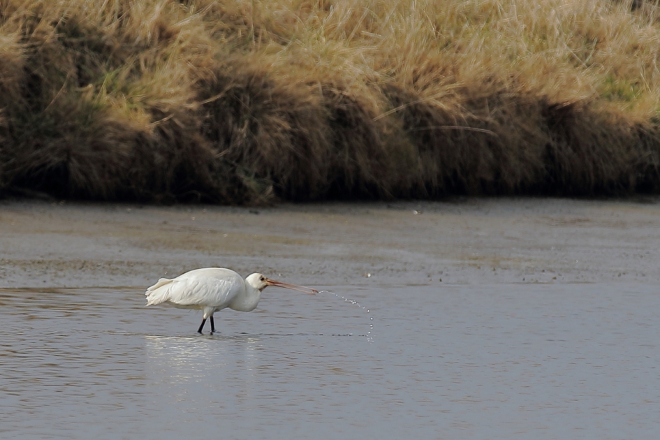 er een schepje bovenop doen - Vogels - lepelaar