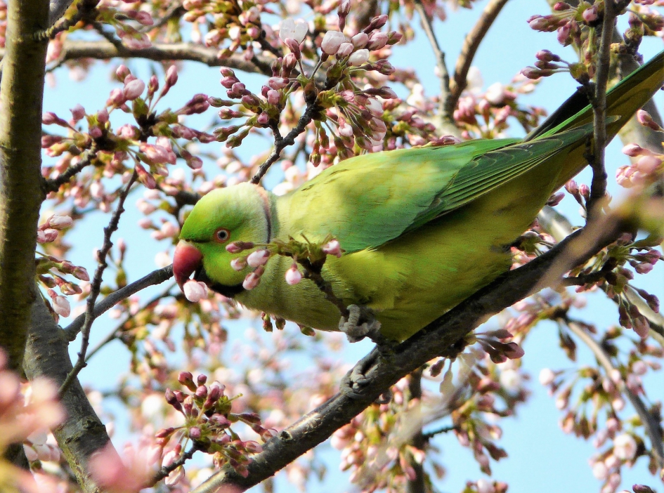 Etende halsbandparkiet - Vogels - Halsbandparkiet