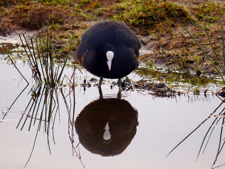 Even in de spiegel kijken #Puzzel - Vogels - Meerkoet