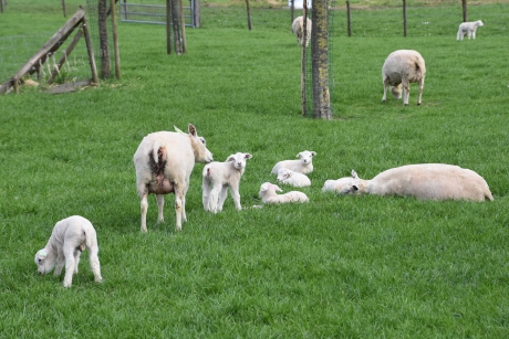 Familie schaap