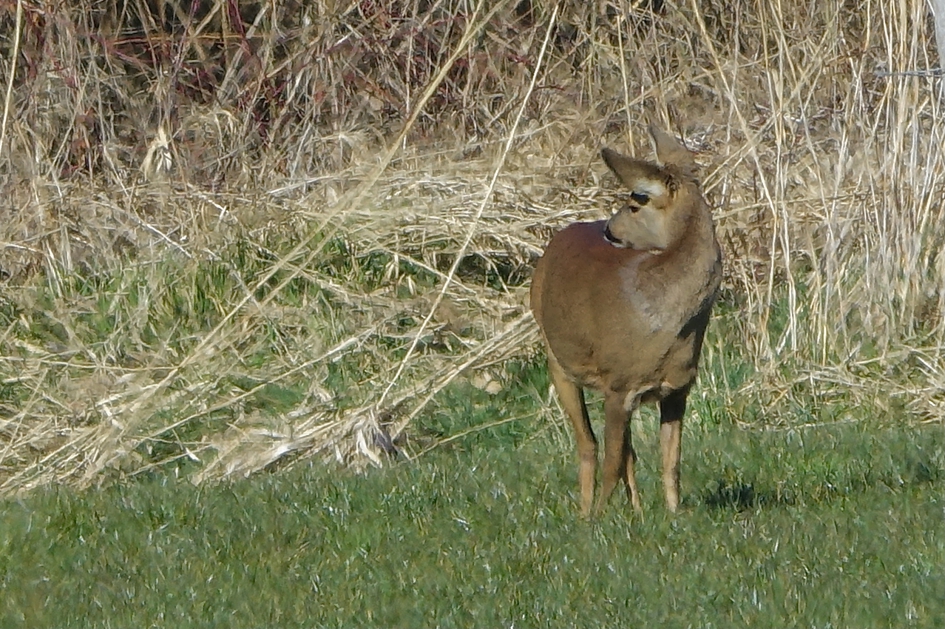Flexibele nek - Zoogdieren - Ree