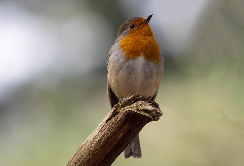 Fluitend roodborstje... - Vogels - Roodborstje