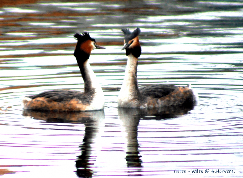 Futen - Balts - Vogels - Futen - Balts