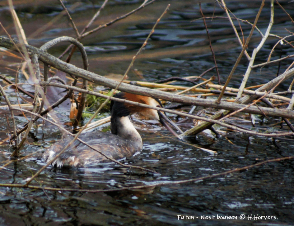 Futen - nest bouwen - Vogels - Futen