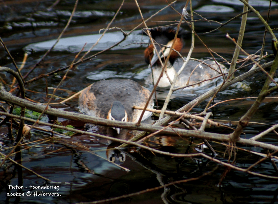 Futen - toenadering zoeken. - Vogels - Futen