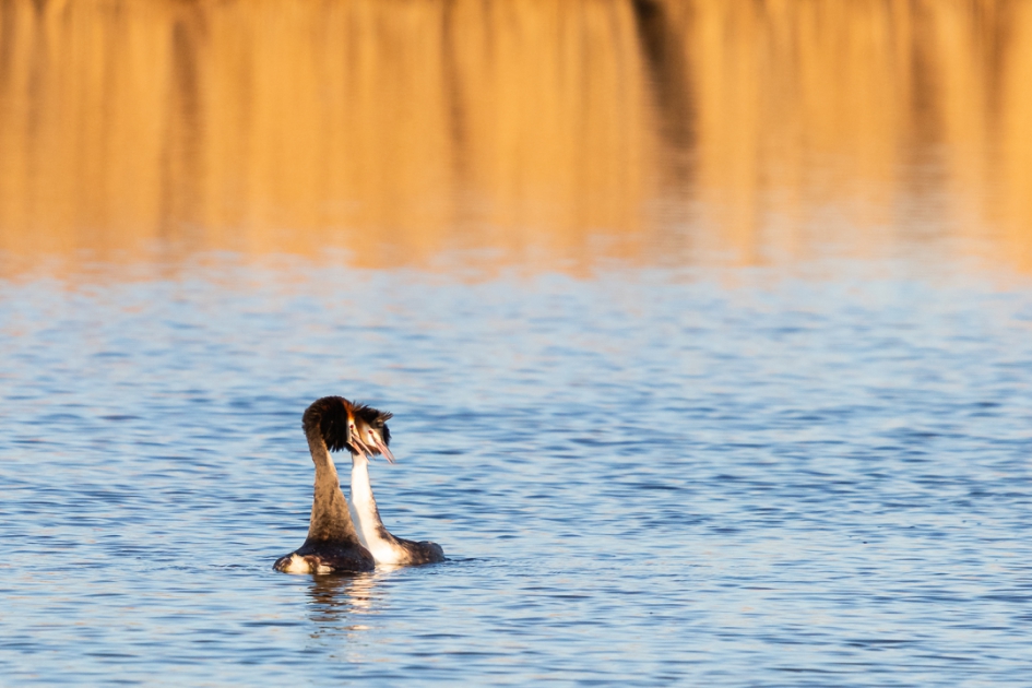 Futenbalts - Vogels - Fuut