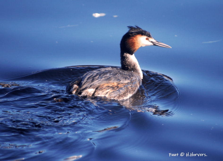 Fuut - Vogels - Fuut