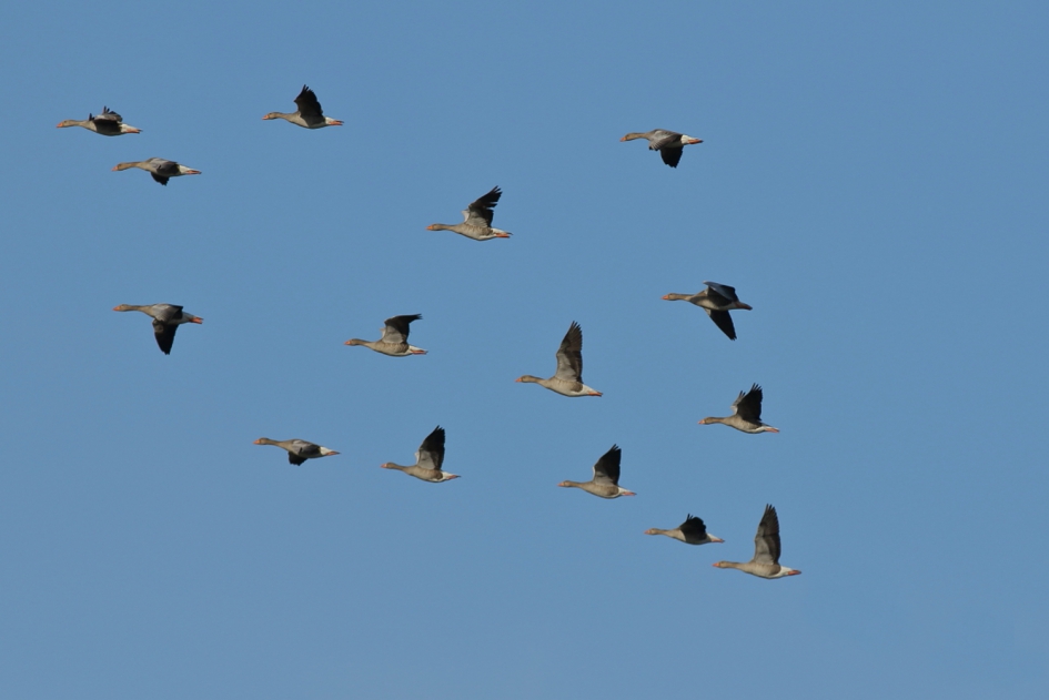 gakkende ganzen - Vogels - grauwe gans