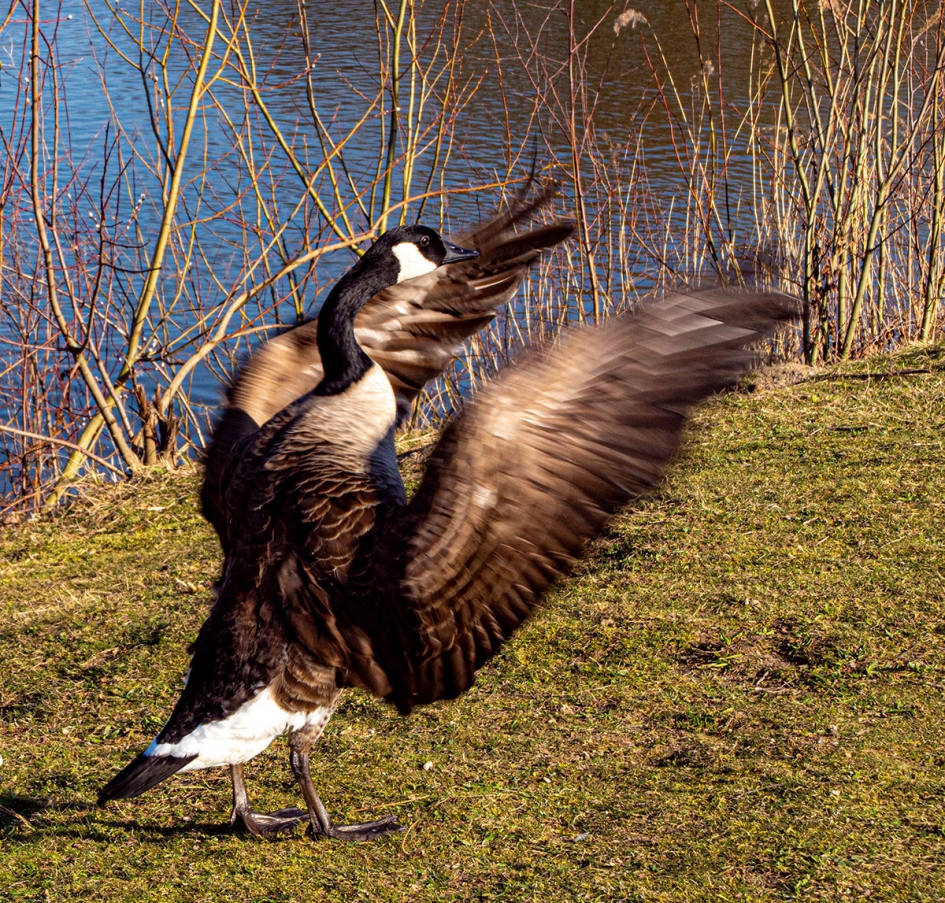 gans slaat de maat - Vogels - Canadese Gans