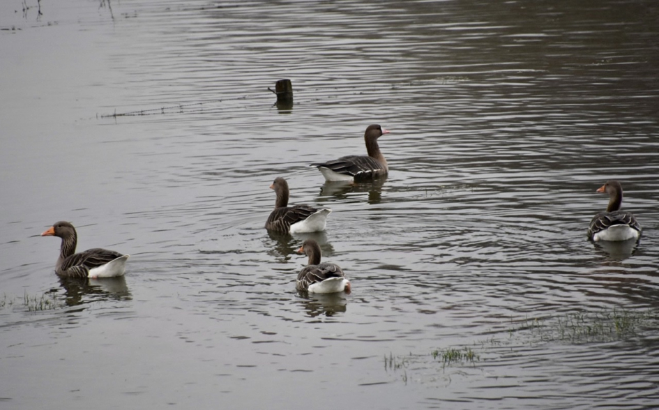 Kolganzen of grauwe ganzen - Vogels - 