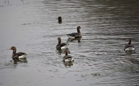 Kolganzen of grauwe ganzen