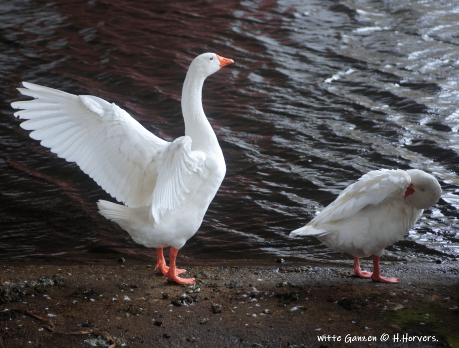 Ganzen - Vogels - Witte Ganzen