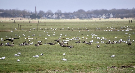 Ganzen en kokmeeuwen