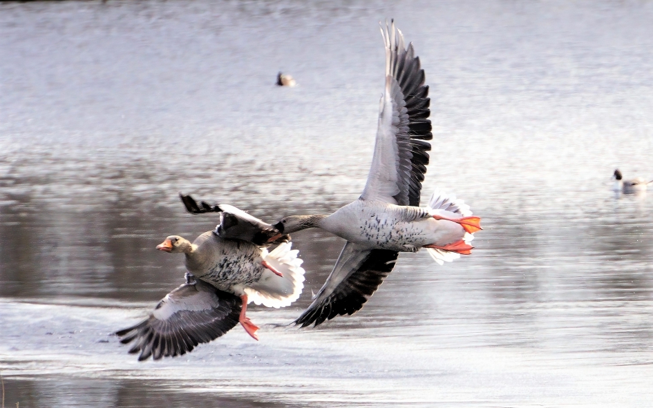 Ganzen in vlucht - Vogels - 