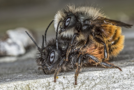 Gehoornde metselbij (Osmia cornuta)